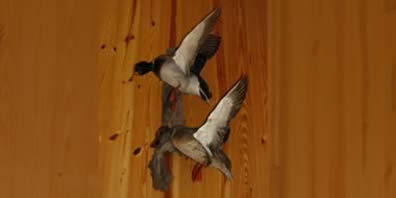 ducks