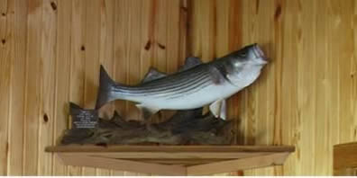 fish